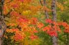 USA, Michigan, Ottawa National Forest. Close-up of maple leaves in autumn. Art Print
